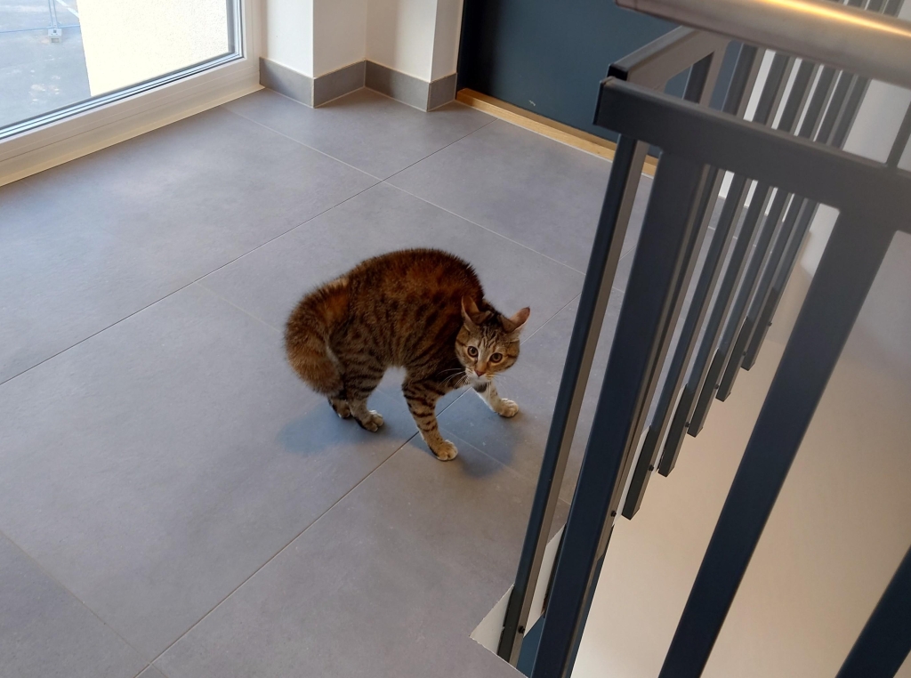 Pildil olev kass on marutaudi vastu vaktsineeritud ning lihtsalt veidras tujus.